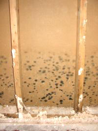 Mold behind dry wall