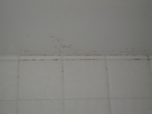 Mold on shower ceiling.